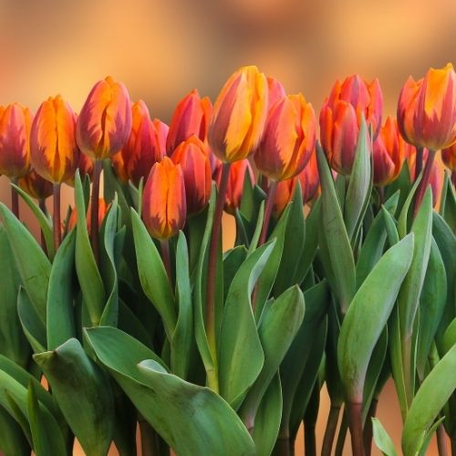 Tulpen