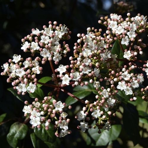 Viburnum