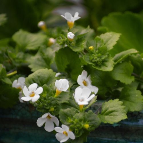 Bacopa