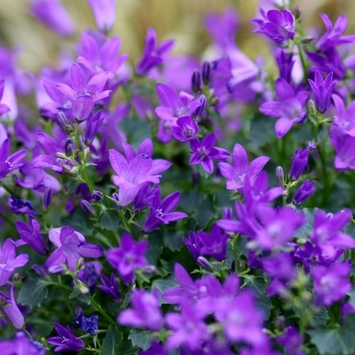 Lobelia