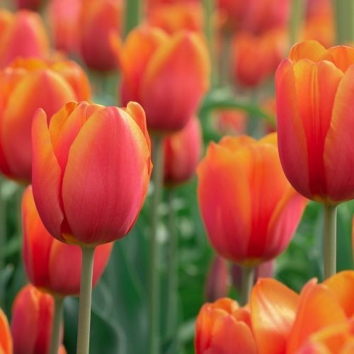 Tulpen