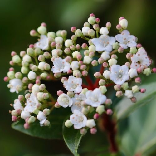 Viburnum