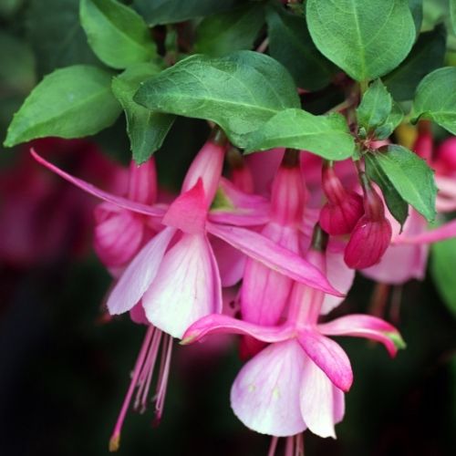 Fuchsia