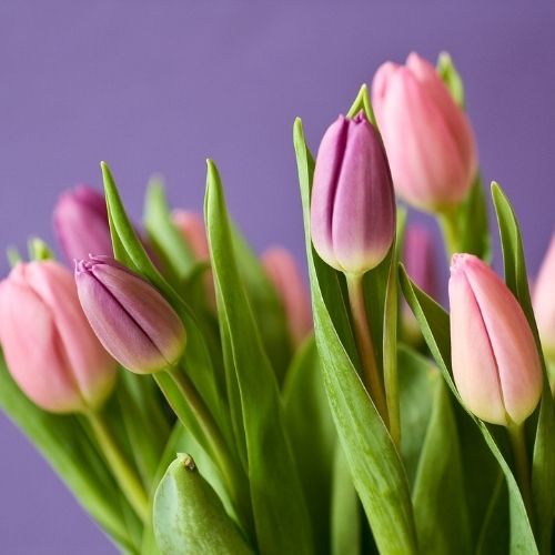 Tulpen