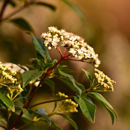 Viburnum