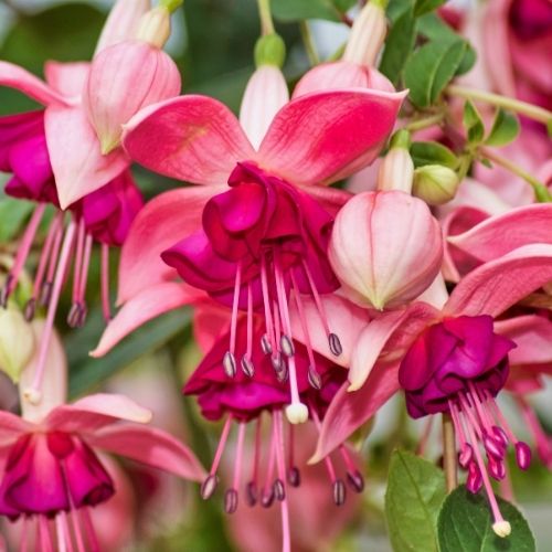 Fuchsia