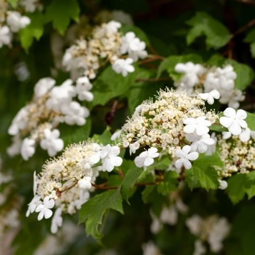 Viburnum