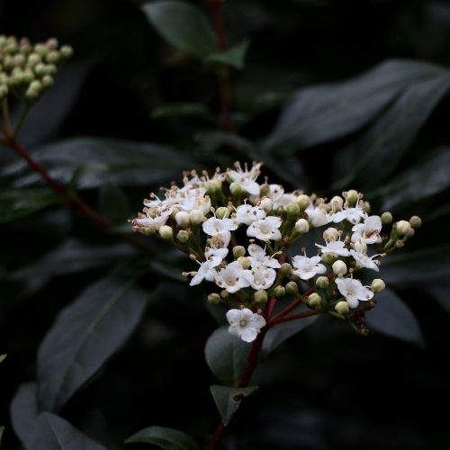 Viburnum