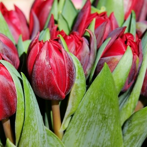 Tulpen