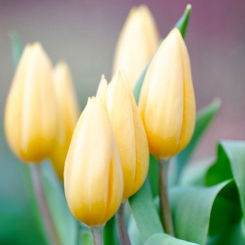 Tulpen