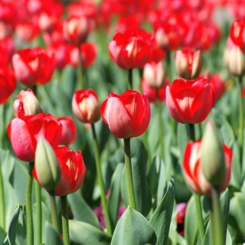 Tulpen