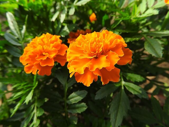 Afrikaantjes - Tuinplanten - Kwekerij Cristian Schilder